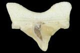 Pathological Shark (Otodus) Tooth - Morocco #108255-1